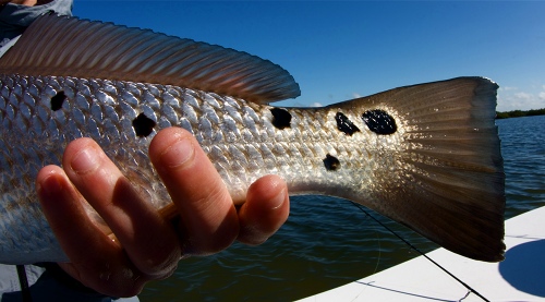 how not to catch redfish