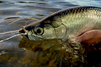 How to Tie a Bullet-Proof Saltwater Leader System