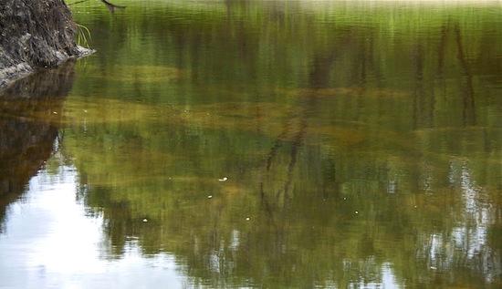 sunfish beds, econlockhatchee river