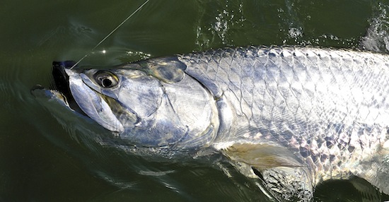 tarpon boatside