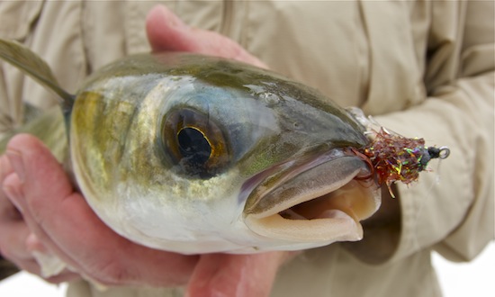 mullet-on-fly-close-up.jpg