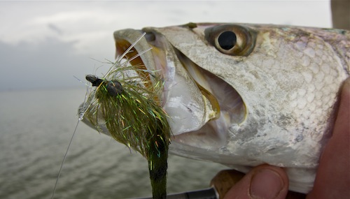 Indian River Seatrout Indian River Seatrout