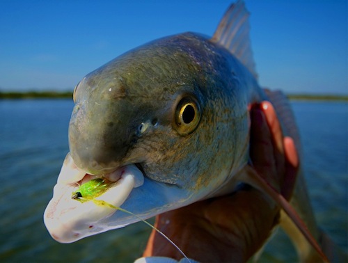 UGLY redfish