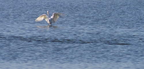 egret w redfish school