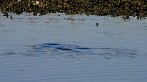 redfish pushing a wake