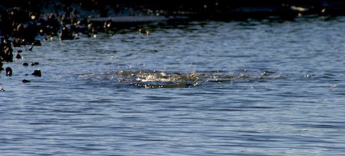 redfish busting shrimp