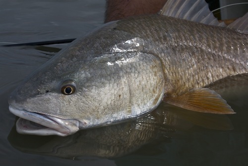 redfish head shot