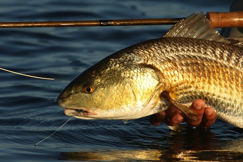 redfish portrait