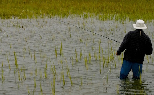 stalking a tailing redfish