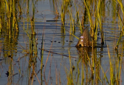 tailing redfish