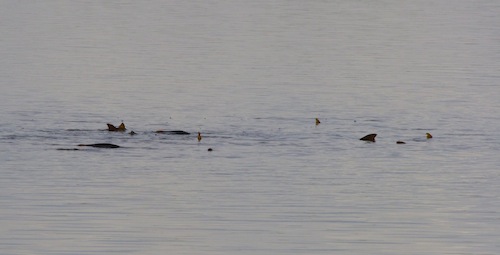 tailing redfish