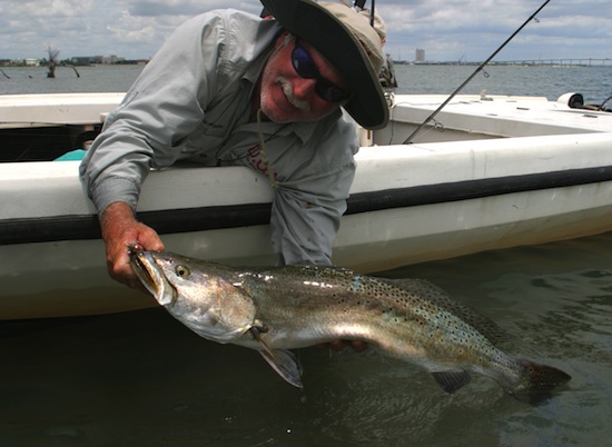 spotted seatrout