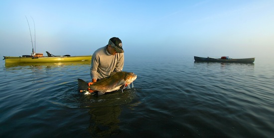 black drum release