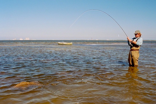 black drum