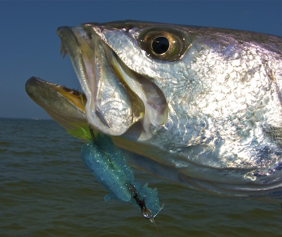 spotted seatrout