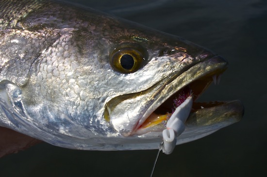 spotted seatrout