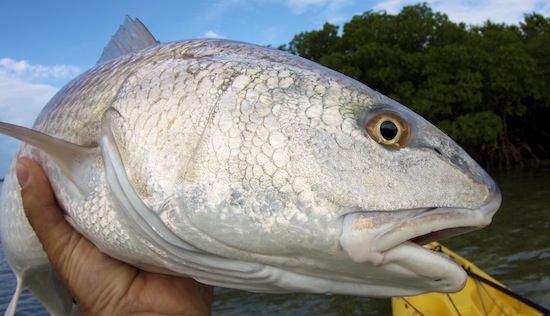 Florida Keys Fishing Report