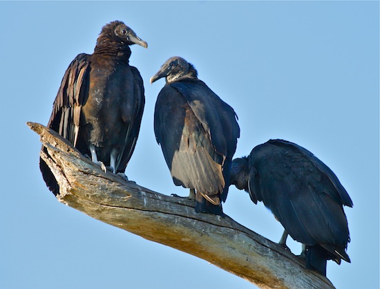 Birds of the Merritt Island National Wildlife Refuge  