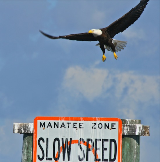 Birds of the Merritt Island National Wildlife Refuge