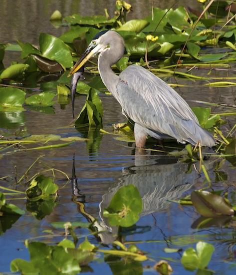 birds of the merritt island national wildlife refuge