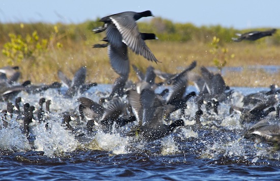 Birds of the Merritt Island National Wildlife Refuge