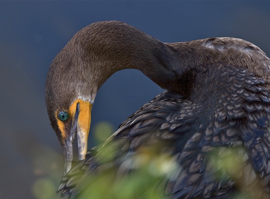 Birds of the Merritt Island National Wildlife Refuge
