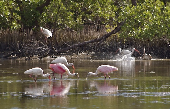 Birds of the Merritt Island National Wildlife Refuge