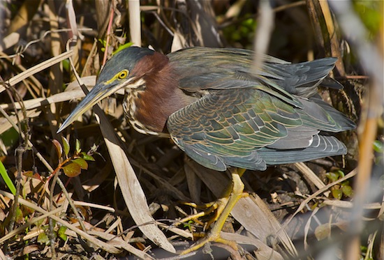 Birds of the Merritt Island National Wildlife Refuge  