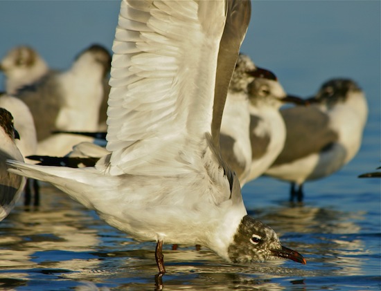 Birds of the Merritt Island National Wildlife Refuge  