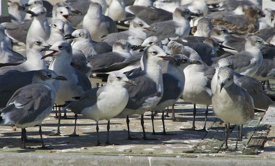 Birds of the Merritt Island National Wildlife Refuge  