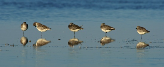 Birds of the Merritt Island National Wildlife Refuge  