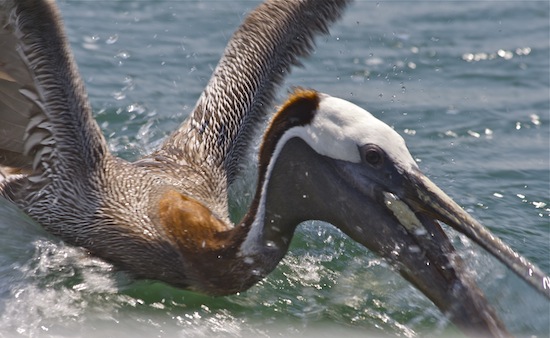 Birds of the Merritt Island National Wildlife Refuge  