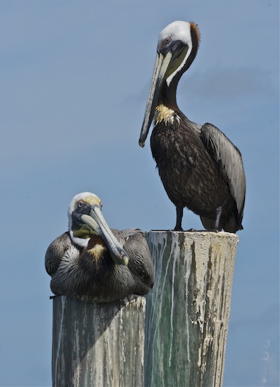 Birds of the Merritt Island National Wildlife Refuge  