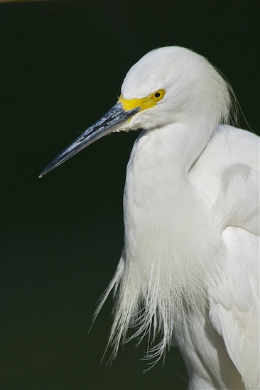 Birds of the Merritt Island National Wildlife Refuge