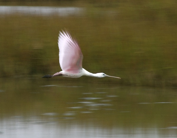 Birds of the Merritt Island National Wildlife Refuge