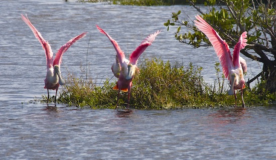 Birds of the Merritt Island National Wildlife Refuge