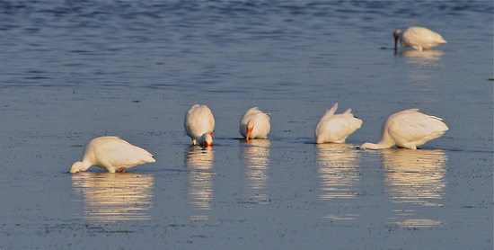 Birds of the Merritt Island National Wildlife Refuge  