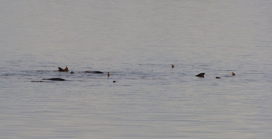 tailing redfish mosquito lagoon, orlando area fishing report