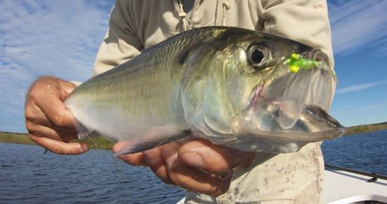 Orlando area fishing report