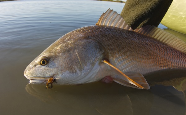 mosquito lagoon redfish