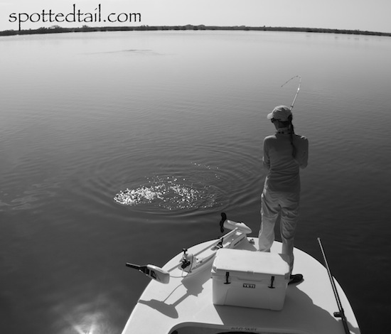 mosquito lagoon fishing report