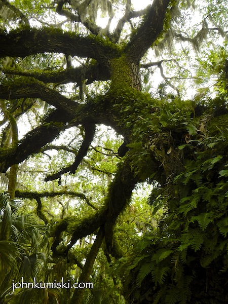 An oak tree along the trail...