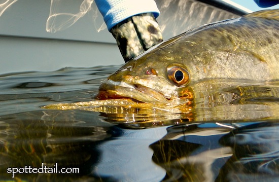 mosquito lagoon fishing report