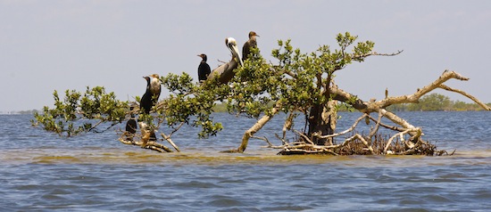 mosquito lagoon fishing report 511