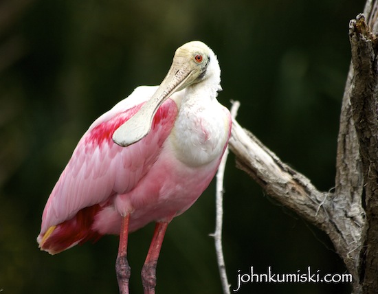 florida photo essay