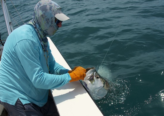 Orlando Saltwater Tarpon Fishing Report