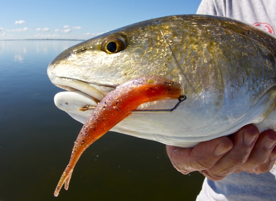 Mosquito Lagoon redfish fishing report