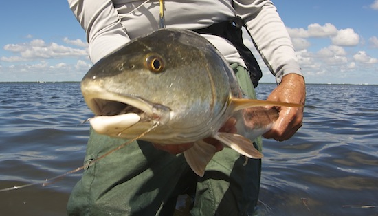 Indian River Lagoon fishing report