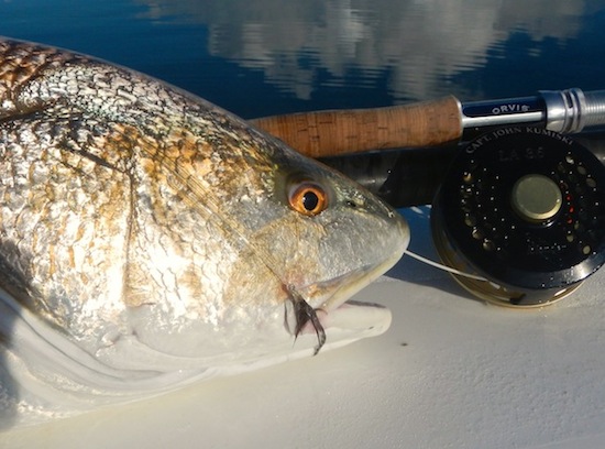 Mosquito Lagoon redfish fishing report