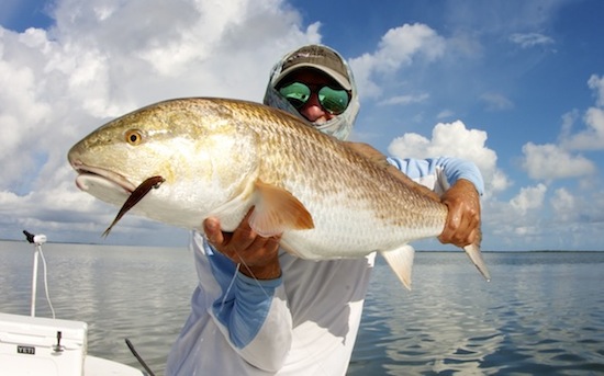 Mosquito Lagoon redfish fishing report